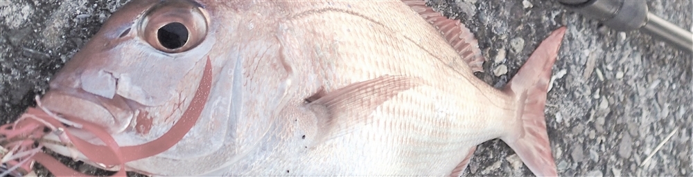 VAoލsL@쌧os̃`R@2018/7/8