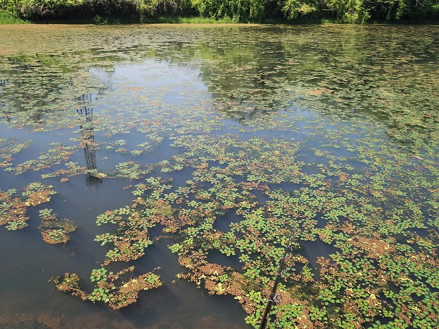 ヒシモの浮いたため池