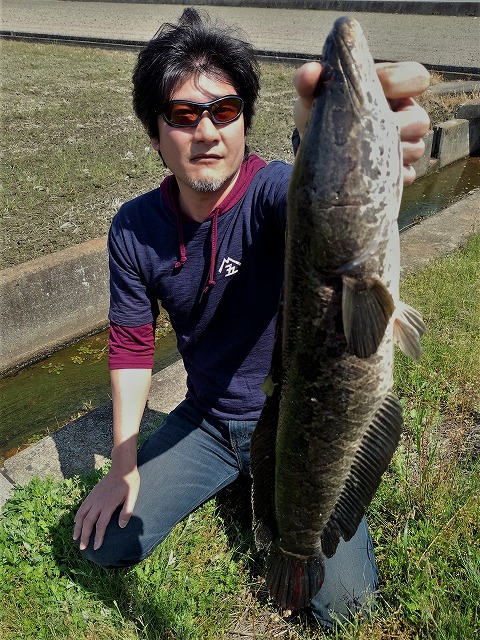 さわっさんのライギョ