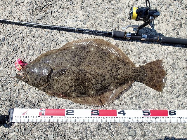 ヒラメ60cm
