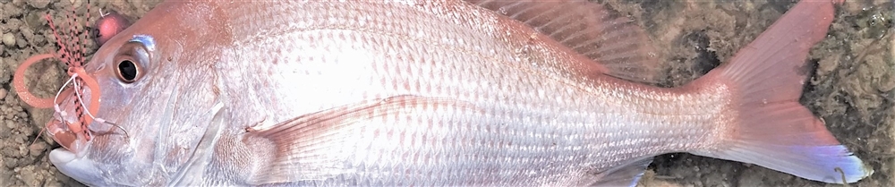 VAoލsL@쌧os̃}_C@2016/8/16