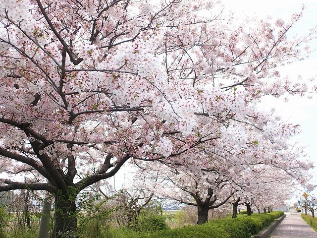 坂出の桜