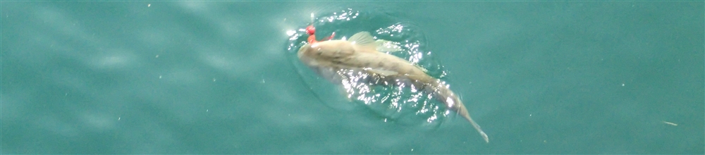 VAoލsL@os̃}S`Eq 2016/5/29iGށj