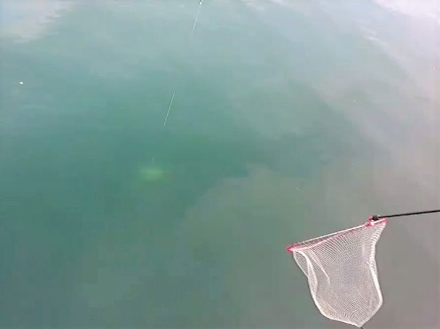 水中に姿を現したマダイ