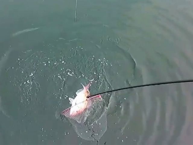 水面に浮いたマダイ