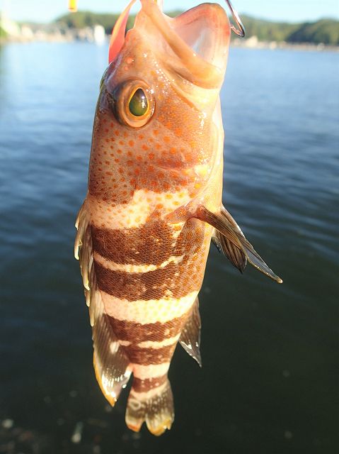 チャイロマルハタ