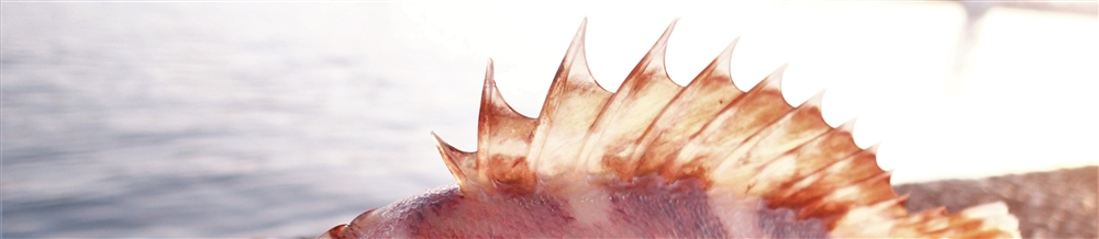 VAoލsL@mms̃KV@2017/6/3