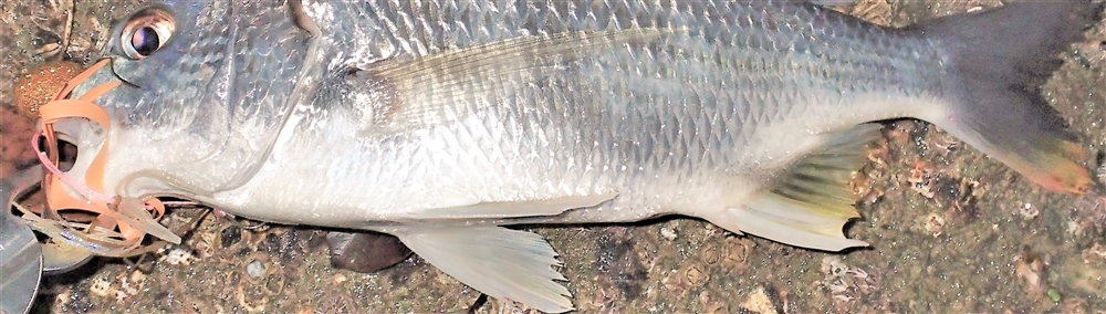 VAoލsL@mms̃Lr@2017/6/21