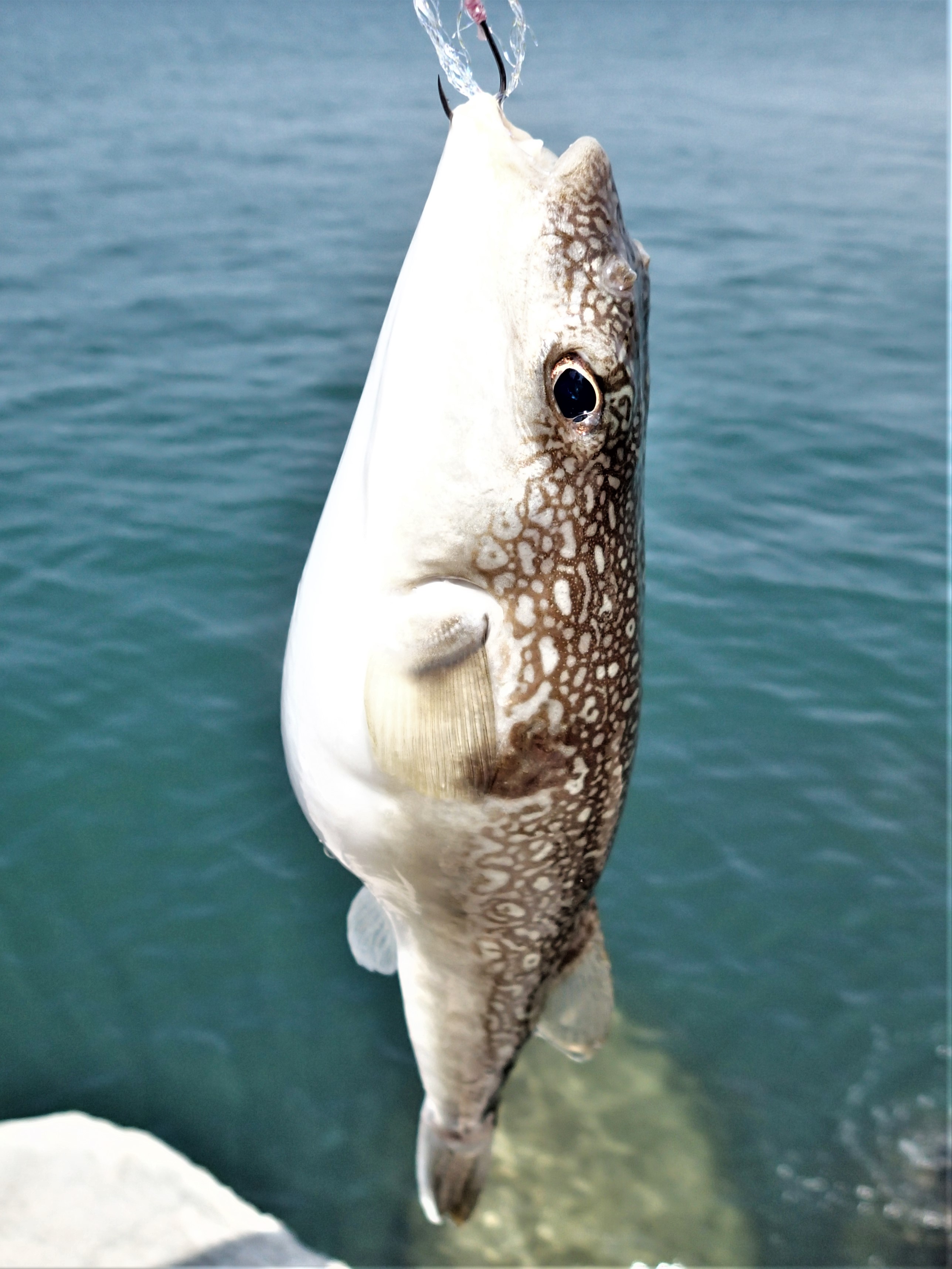 ショウサイフグ