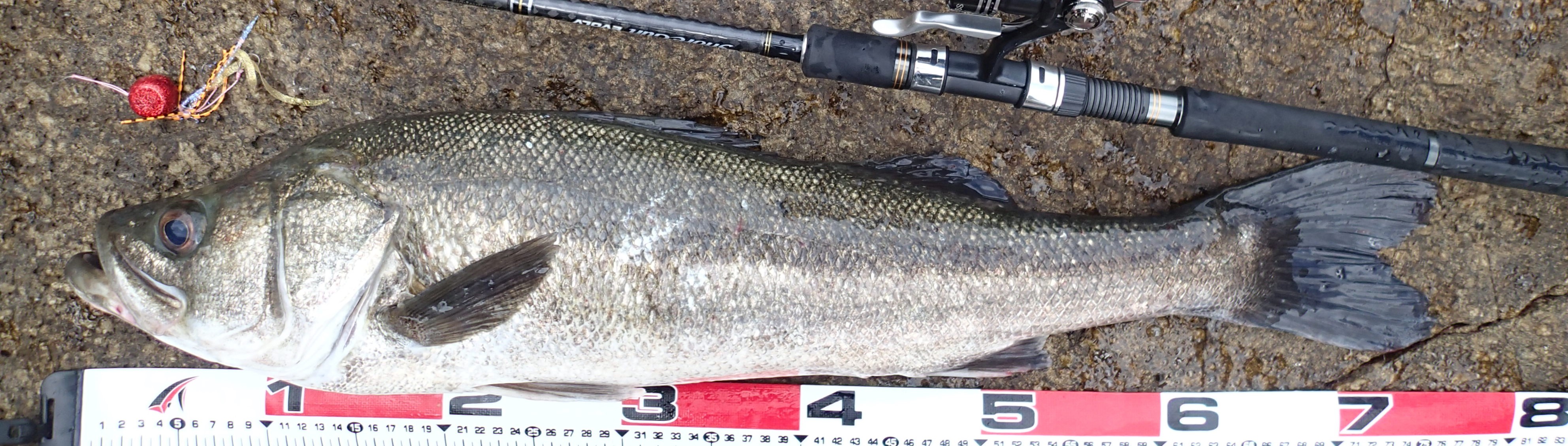 VAoލsL@쌧os̃V[oX@2017/8/12