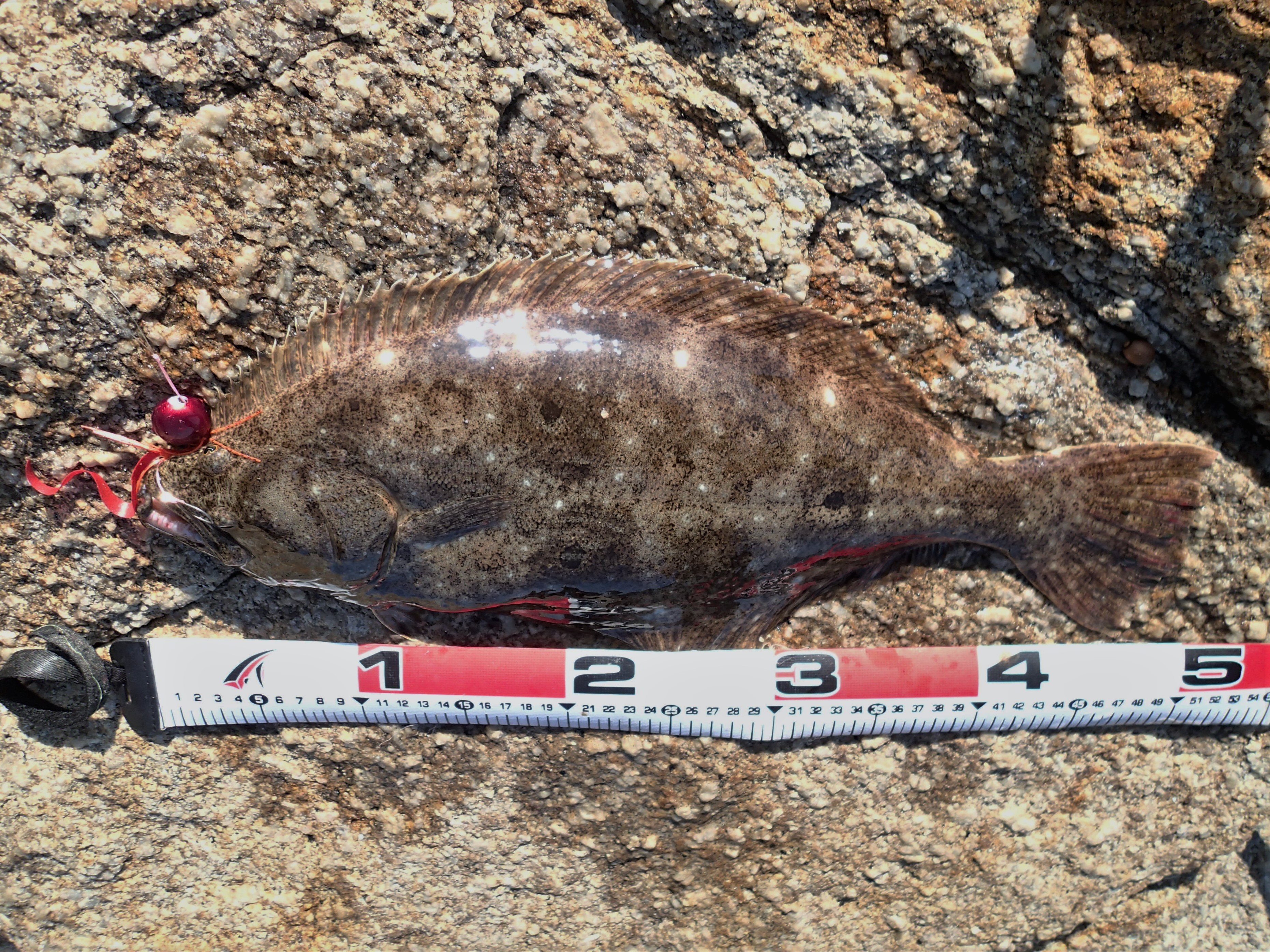 前プラのヒラメ