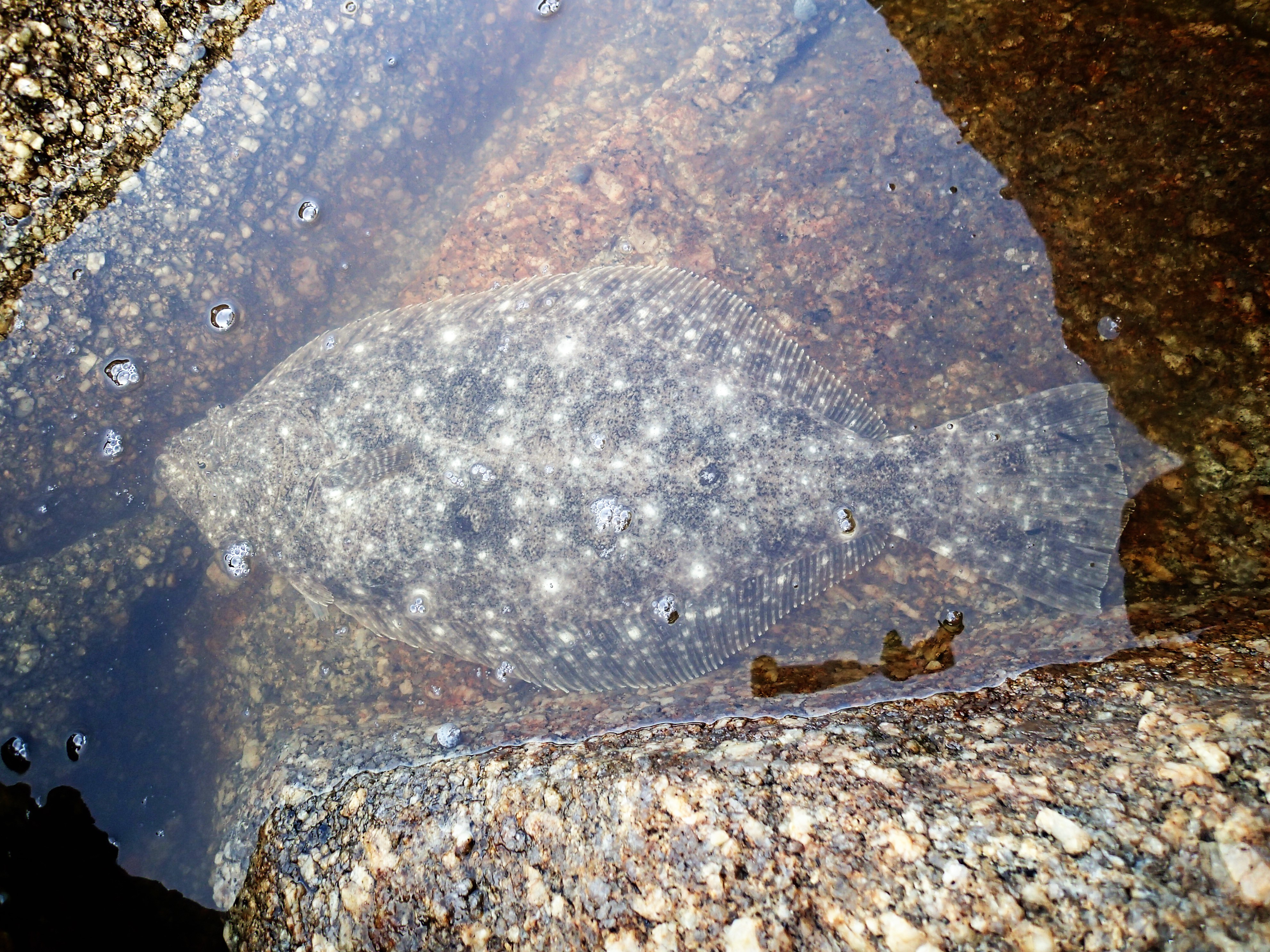 左向きのカレイ