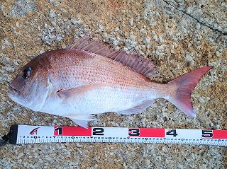 さだぼうマダイ