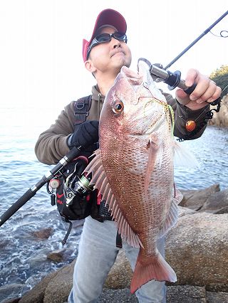 さだぼうマダイ