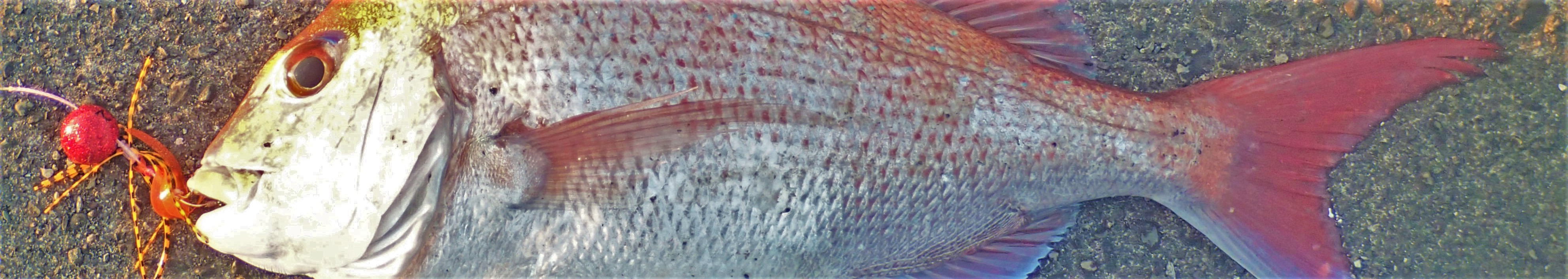 VAoލsL@mms̃}_C@2017/5/20