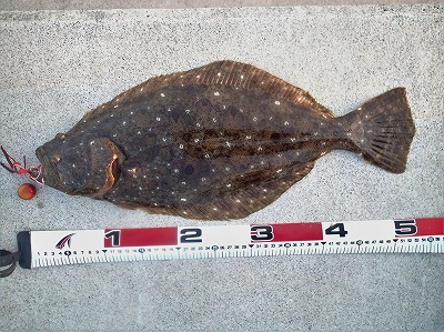 ヒラメ53cm