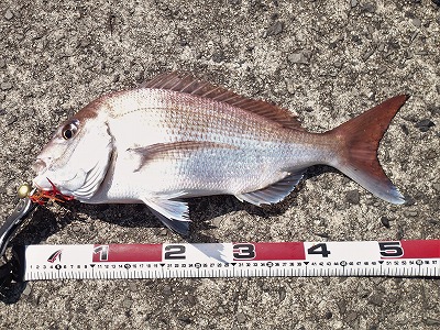 レッカーさんマダイ