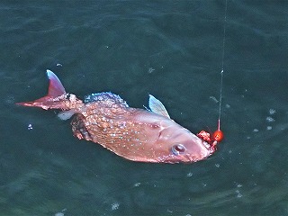 水面に姿を現したマダイ