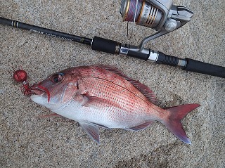 水面に姿を現したマダイ