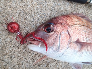 マダイとタイラバ