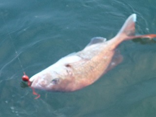 マダイとタイラバ