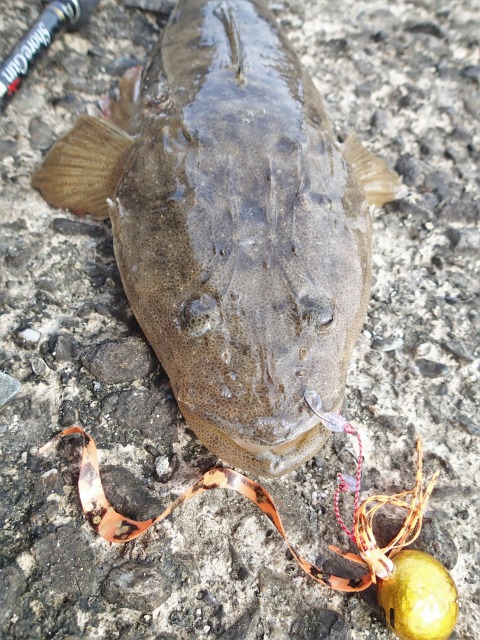 マゴチと自作タイラバ