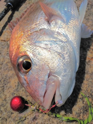 香川県坂出市の桜鯛(マダイ)アップ写真