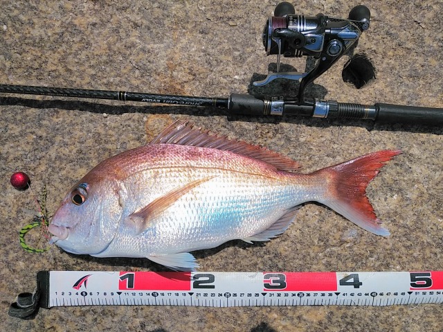 マダイ計測写真