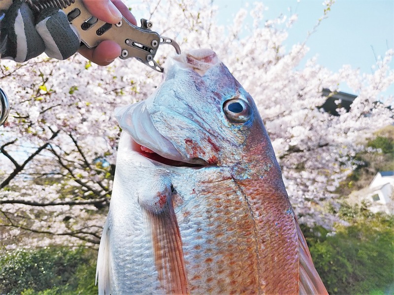 桜と桜鯛