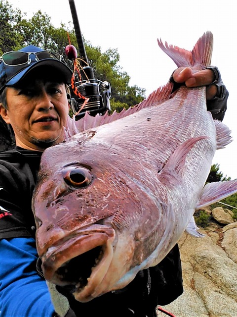 マダイ物持ち写真
