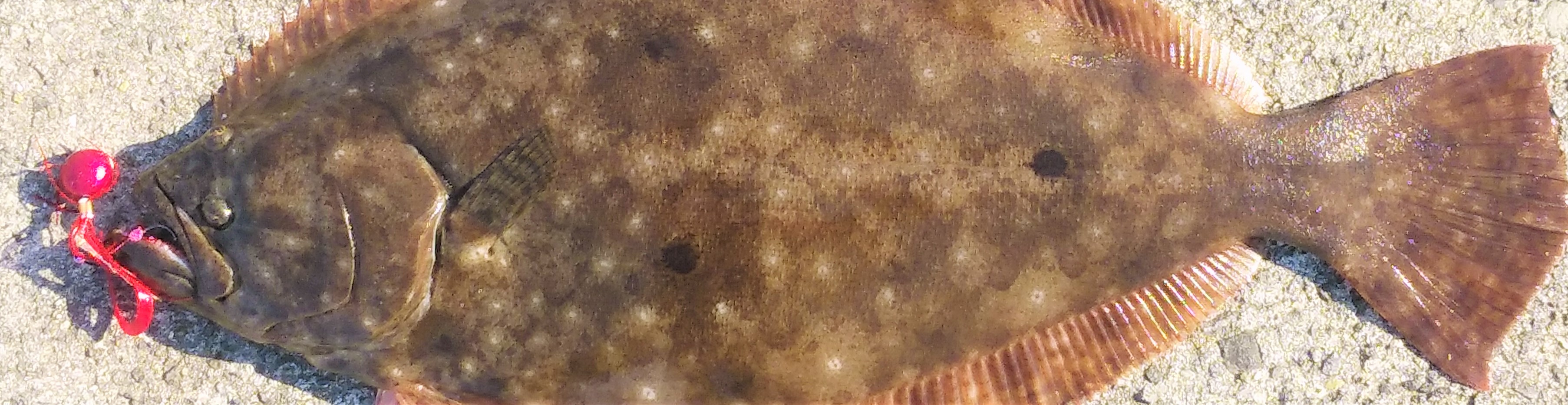 VAoލsL@쌧ωs̃q@2021/5/3