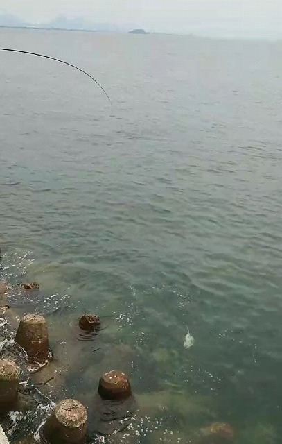 テトラ際で反転するマダイ