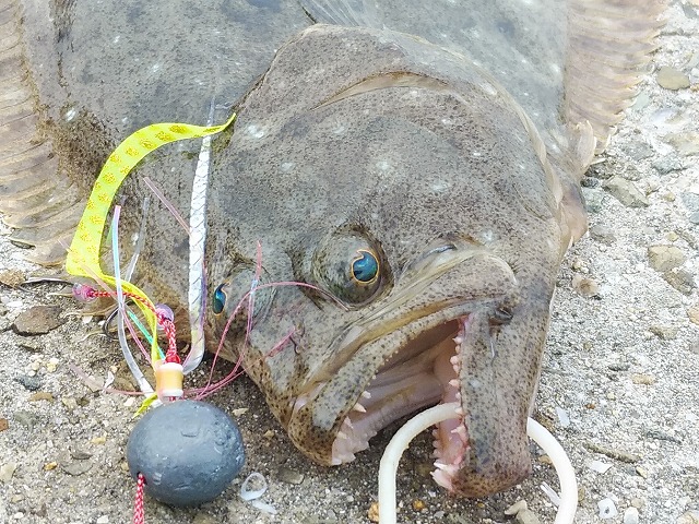 タイラバをくわえたヒラメヒラメ
