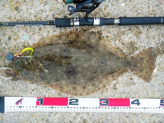 ヒラメの計測写真