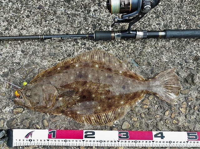 ヒラメとメジャー