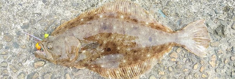 VAoލsL@쌧s̃q@2021/12/27