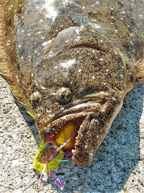 黄色いタイラバを咥えたヒラメ