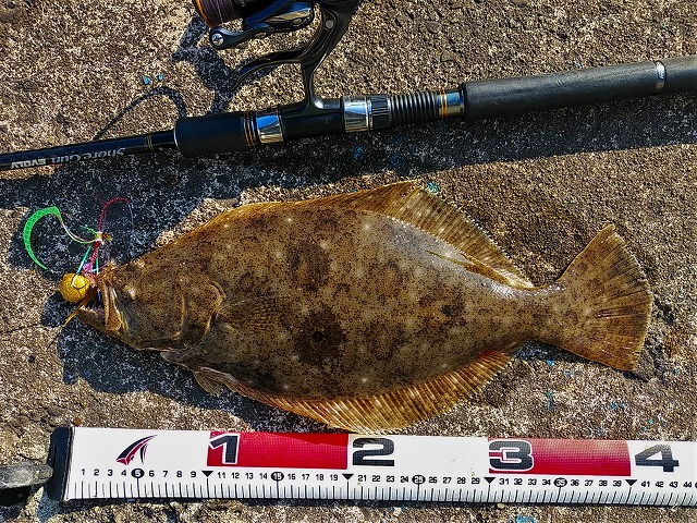 ヒラメ42cm