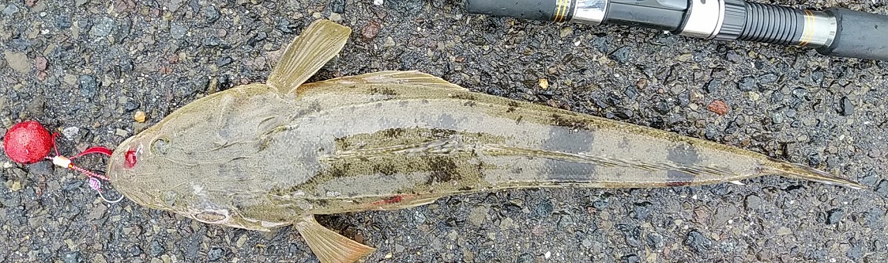 VAoލsL@쌧OLs̃}S`@2022/5/14