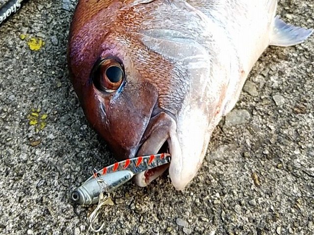 メタルバイブを咥えたマダイの顔アップ