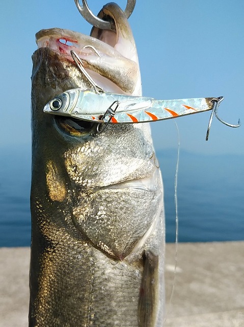 シーバスとメタルバイブ