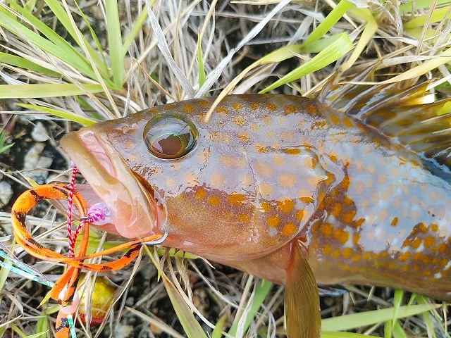 アコウ(キジハタ)