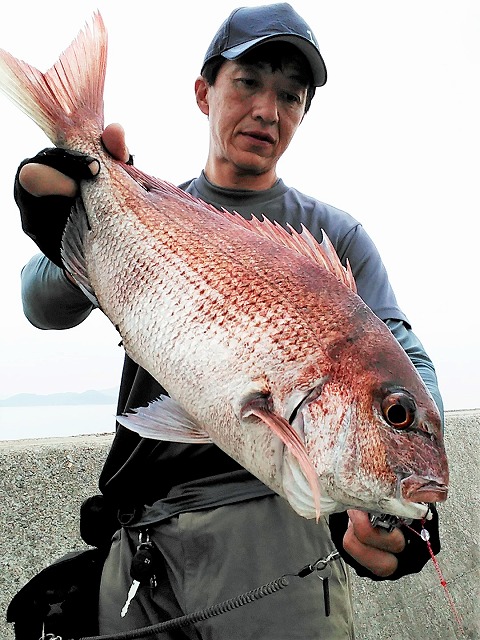 マダイ48cmブツ持ち