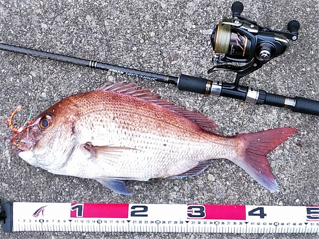マダイ48cmメジャー写真