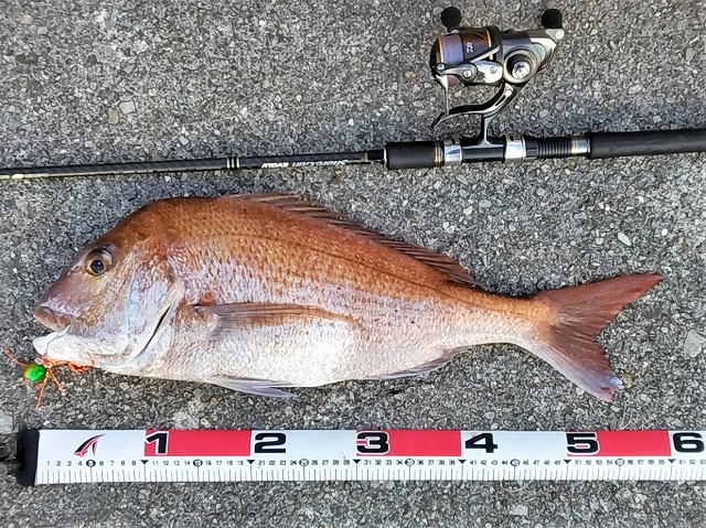 マダイ61cmメジャー写真