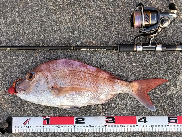 マダイとメジャー