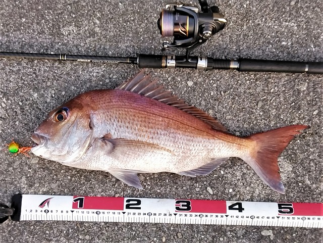 マダイとメジャー