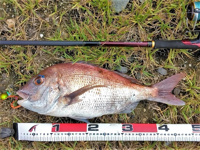 マダイ50cmとメジャー