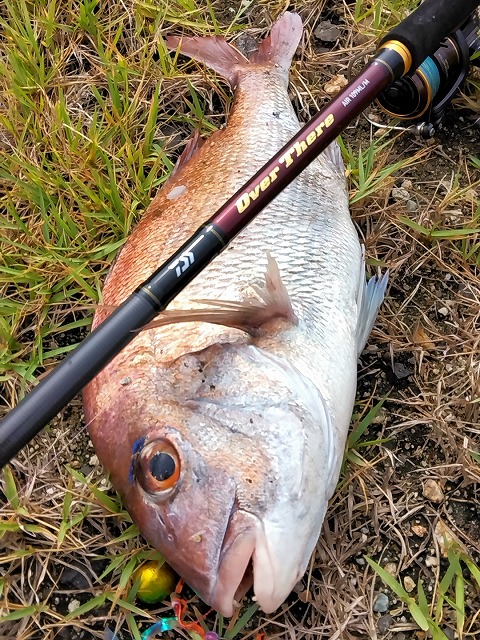 マダイとNewロッドOverThere