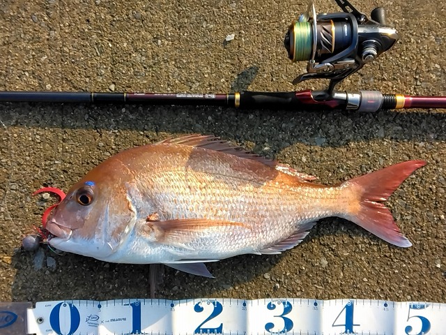 マダイ50cmメジャーと並べた写真